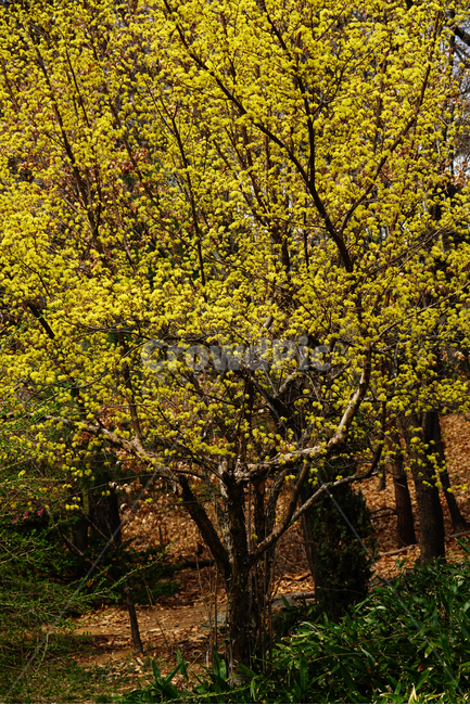 산수유,봄꽃,한국자연,꽃,꽃사진,플라워,flower,봄,spring,식물,plants,자연,nature,풍경,landscape,계절,season,snap,스냅,접사,macro,closeup,클로즈업,감성사진,감성,힐링,healing,느낌,feel,feeling,꽃밭,화단,나무,나뭇가지,tree,꽃봉오리,4월,April,봄,계절,spring,season,식물,자연,plants,nature,나무,trees,wood,tree trunk,나무 줄기,plant