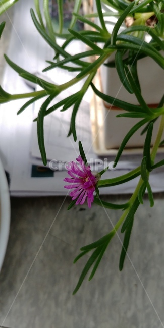 사철채송화,발,꽃,줄기,식물,화분,flower,plants,식물,자연,plants,nature,꽃,flower