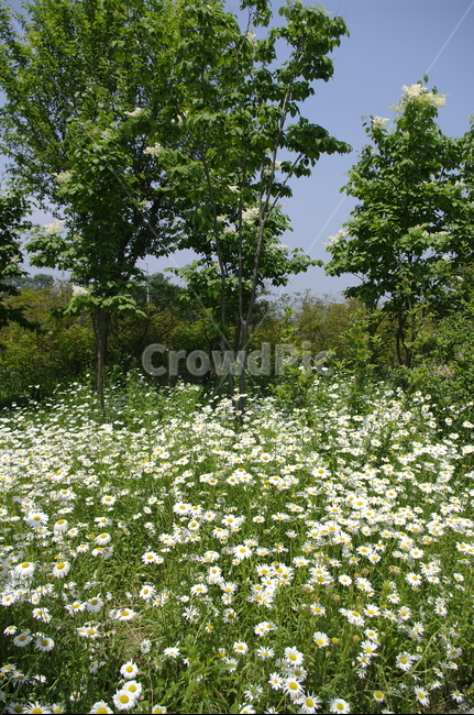 초록,나무,잎,꽃,flower,식물,plant,계절,봄,spring,자연,풍경,nature,landscape,field,들,outdoors,옥외,grassland,목초지
