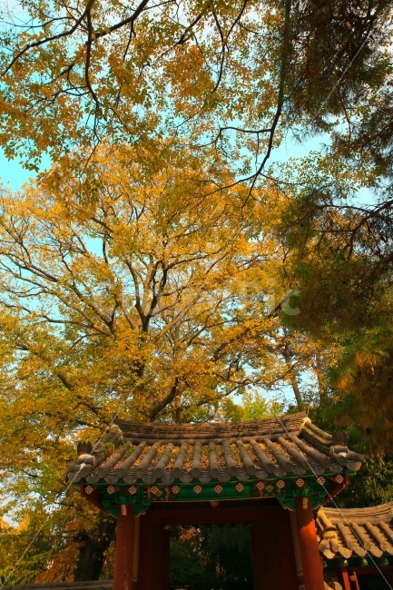 한옥마을,전통,전주,경기전,나무,가을,가을,계절,fall,autumn,season,한국전통,한국문화,korean traditional,korean culture,랜드마크,landmark,tourist attraction,한국랜드마크,한국관광지,한국명소,korea landmark,korea tourist attraction,식물,자연,plants,nature,나무,trees,wood,tree,plant