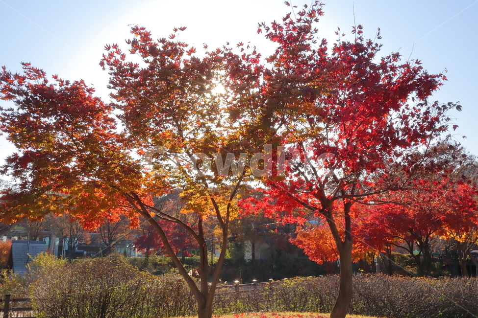 tree,나무,단풍,maple,가을,plant,감성사진,공원,가을색