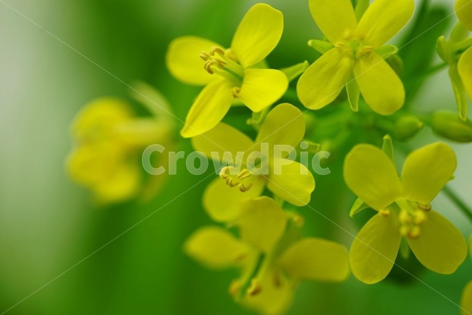 유채꽃,노랑유채,봄꽃,평지,유채,봄,계절,spring,season,식물,자연,plants,nature,꽃,flower