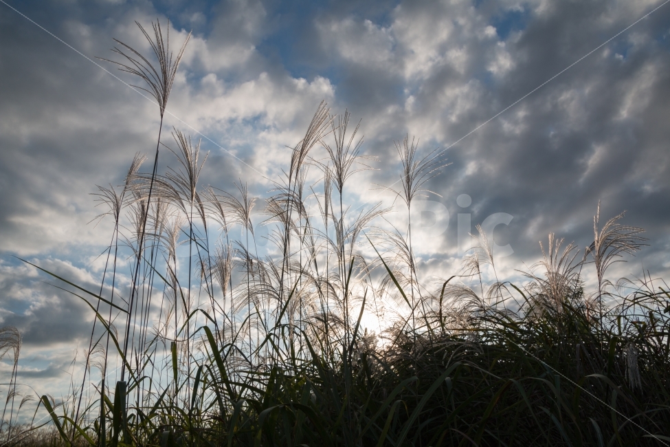 풍경,억새,가을,갈대,하늘,산책,자연,풍경,nature,landscape,가을,계절,fall,autumn,season,plant,식물,grass,잔디