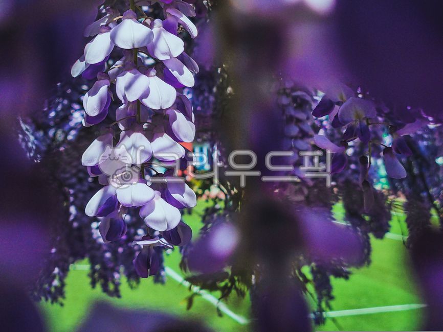 blossom,nature,tree,rattan,leaf,flower,spring,plant,purple,season,wisteria flower,stem