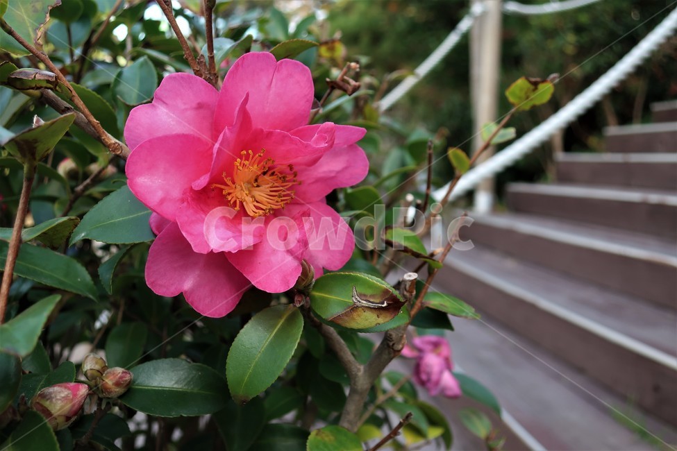 동백섬,동백,동백꽃,동백나무,식물,겨울,꽃송이,빨강,식물,자연,plants,nature,꽃,flower
