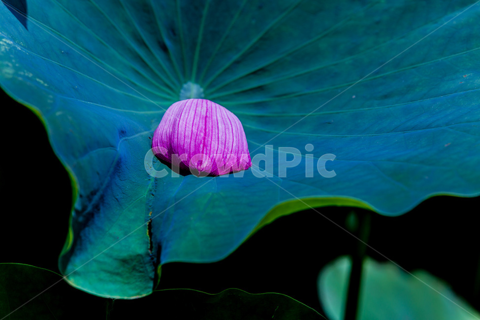 연잎,낙화,꽃잎,문양,무늬,식물,자연,plants,nature,꽃,flower