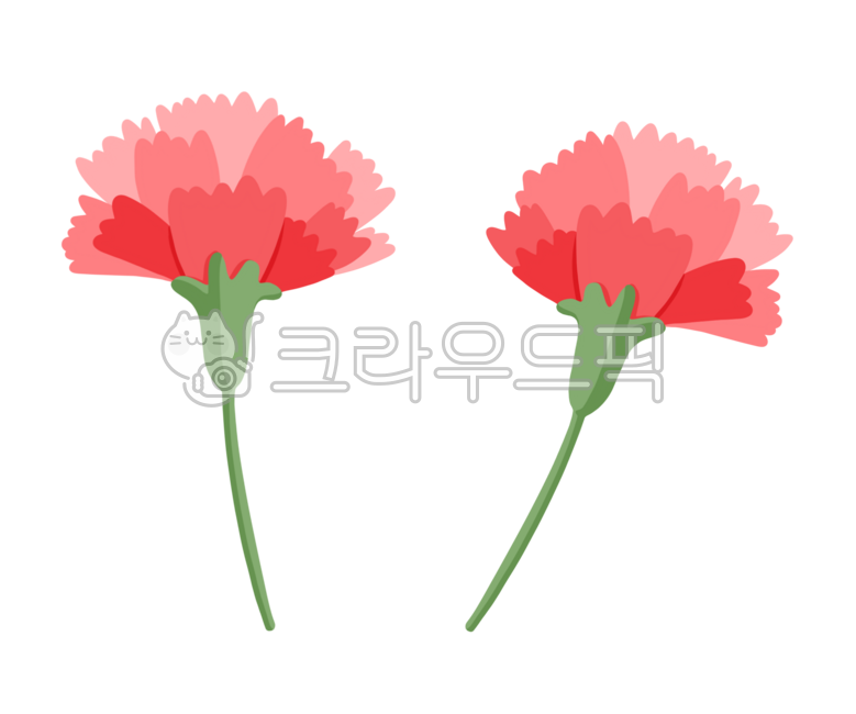 카네이션,카네이션꽃,꽃,카네이션그림,카네이션일러스트,꽃일러스트,카네이션png,어버이날,스승의날,carnation