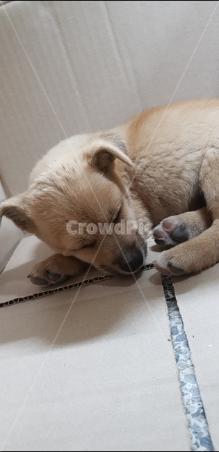 강아지,개,낮잠,떠돌이견,평온,동물,animal,포유류,mammal,개,강아지,dog,doggy
