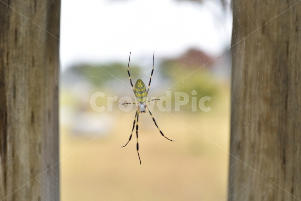 거미,spider,곤충,벌레,거미줄,자연,동물,animal,곤충,벌레,insect,bug