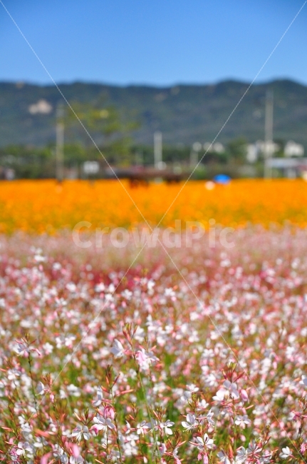 양주,나리공원,꽃밭,가을,하늘,층,색깔,꽃,분홍색,주황색,park,autumn,season,sky,layer,color,colorful,flowers,flowergarden,pink,orange,자연,풍경,nature,landscape,가을,계절,fall,autumn,season