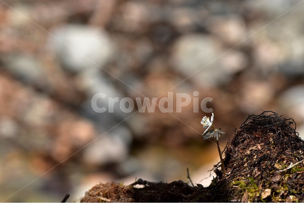 너도바람꽃,2018년,3월,야생화,꽃,생태,식물,자연,들꽃,산꽃,봄,감성,힐링,플라워,계절,시즌,wild,Flower,plants,nature,spring,season,배경,풀,초본,미나리아재비과,너도바람꽃속,flower,생태사진,봄꽃,자생지,강원도,홍천,여러해살이풀,흰색꽃,꿀샘,봄,계절,spring,season,식물,자연,plants,nature,꽃,flower