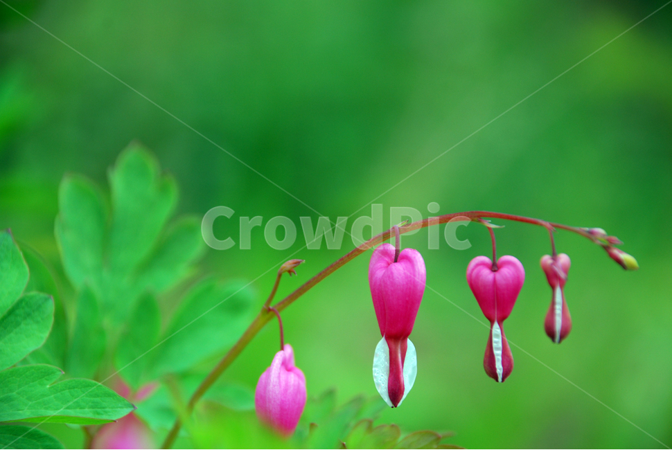 plant,식물,flower,꽃,blossom,식물,자연,plants,nature,꽃,flower