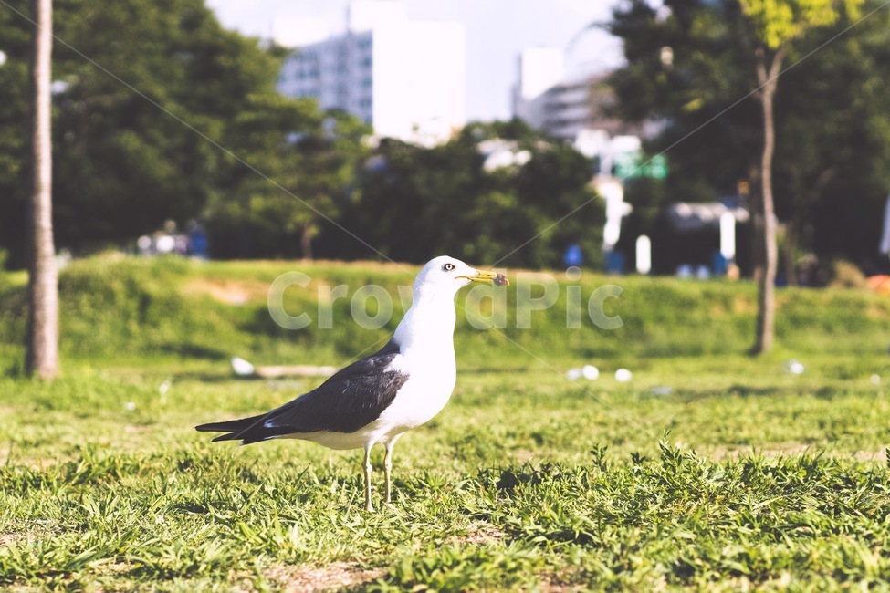 갈매기,새,초원,공원,조류,동물,animal,조류,새,birds