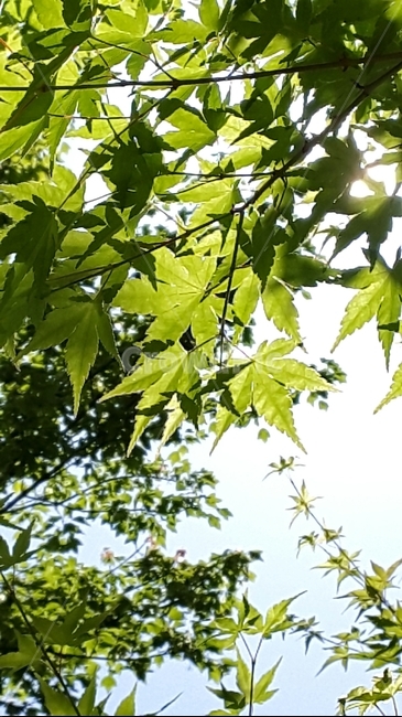 단풍나무,파란단풍나무,나무,여름,햇살