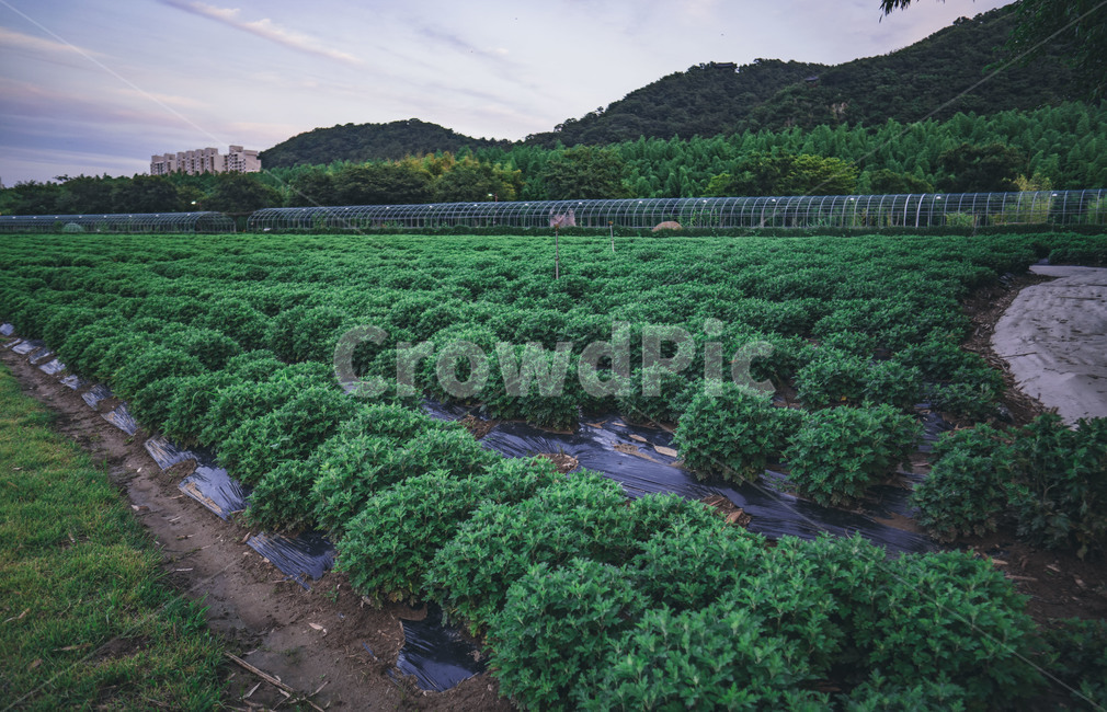 plant,식물,자연,nature,공원,garden,자연,풍경,nature,landscape