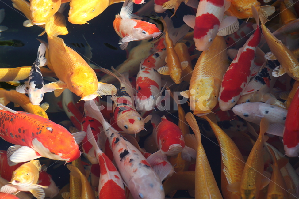 잉어,어류,물고기,민물고기,carp,동물,animal,어류,물고기,fish