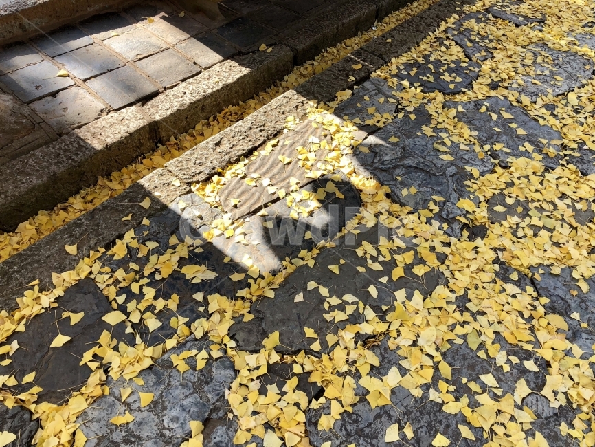 낙엽,은행,통영,절,그림자,빛,가을,계절,fall,autumn,season,leaf,잎,plant,식물,flagstone,판석