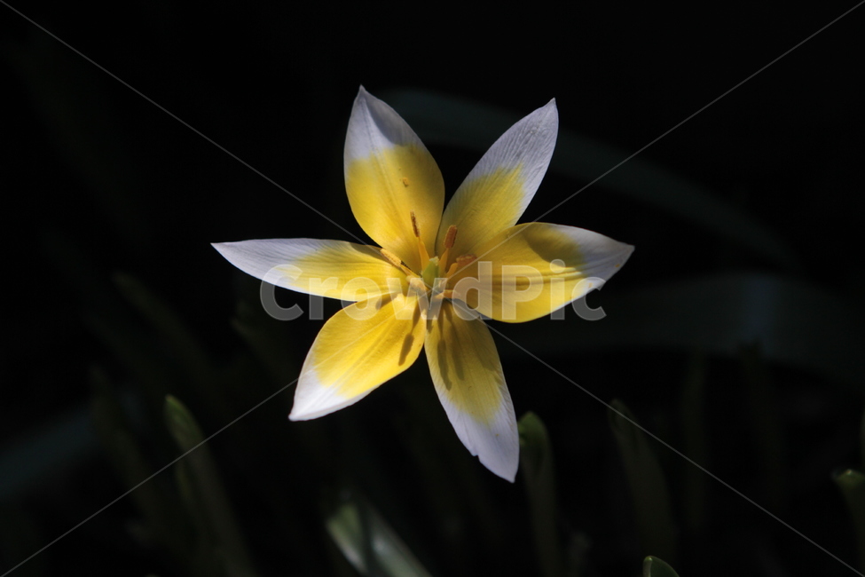 백합,노란꽃,검은배경,backgoround,yellowflower,black,식물,자연,plants,nature,꽃,flower