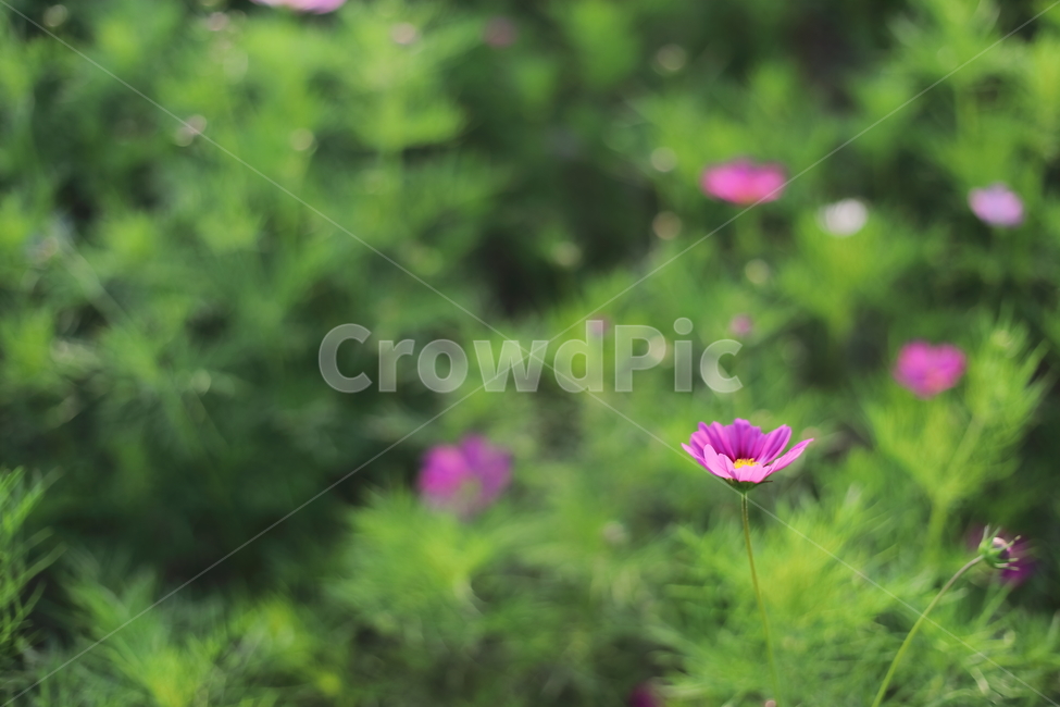 코스모스,꽃,flower,cosmos,식물,식물,자연,plants,nature,꽃,flower
