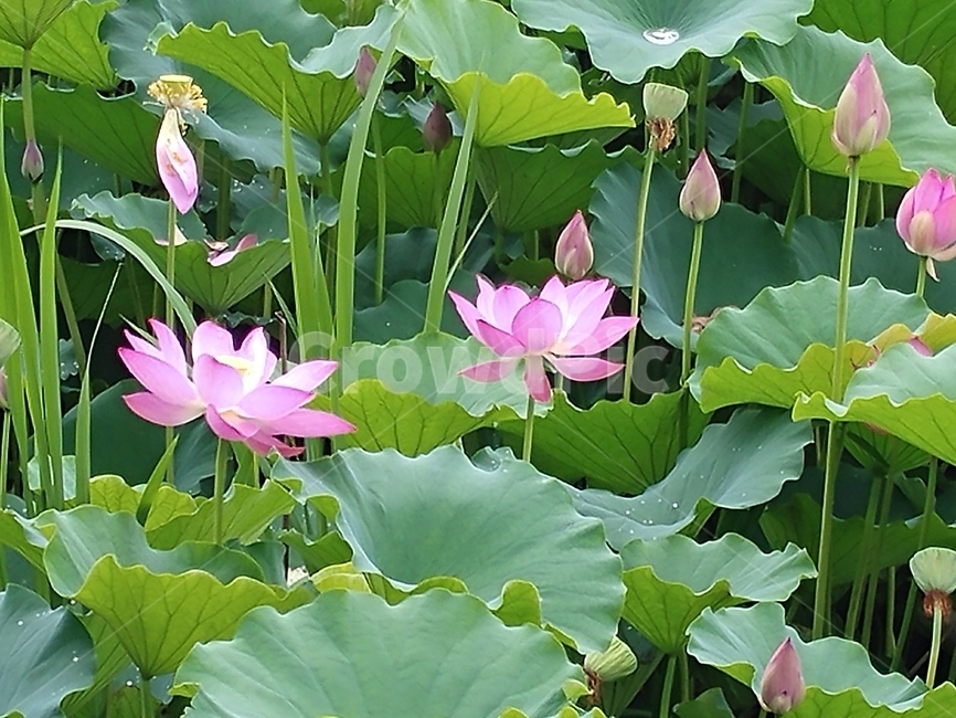 연꽃,lotus,식물,수초,땅속줄기,담수초,련꽃