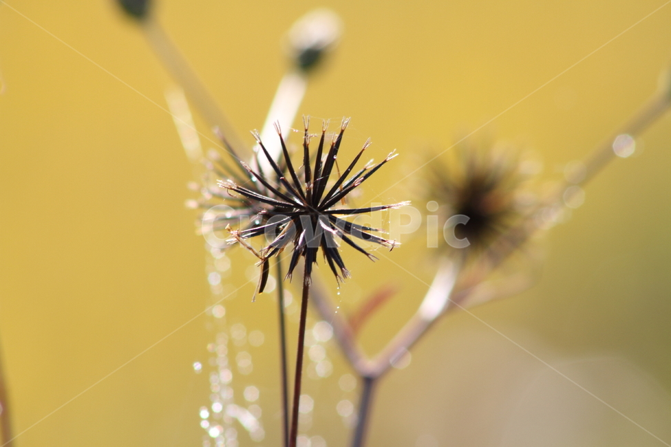 거미줄,이슬,도깨비바늘,cobweb,spanishneedles,식물,자연,plants,nature