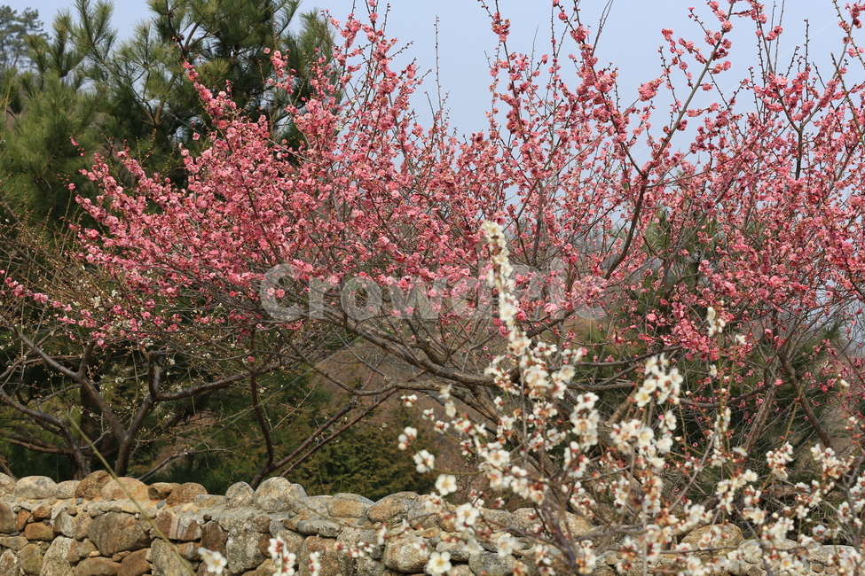 꽃,매화,식물,자연,홍매화,봄,봄,계절,spring,season,식물,자연,plants,nature,꽃,flower,plant,blossom