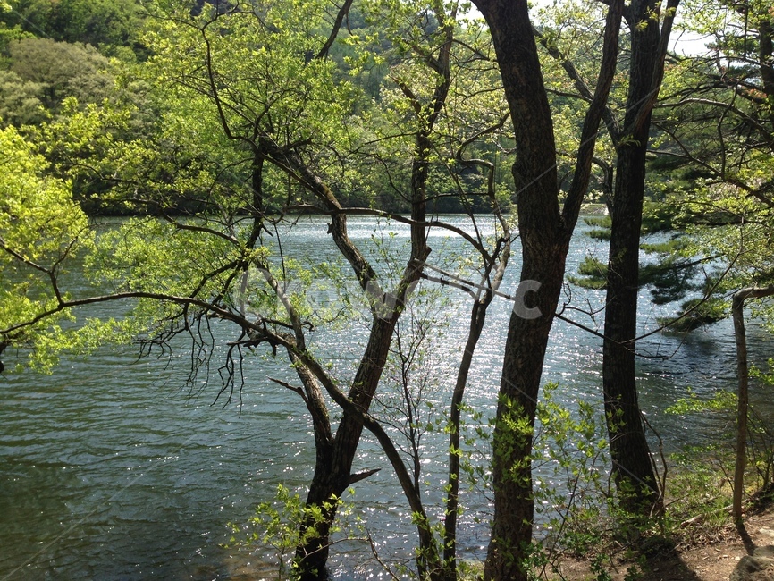 주산지,주왕산,저수지,인공저수지,왕버들,버드나무,수중,물속,청송,한국,jusanji,juwangsan,reservoir,artificialreservoir,weepingwillow,koreanweepingwillow,underwater,water,cheongsong,korea