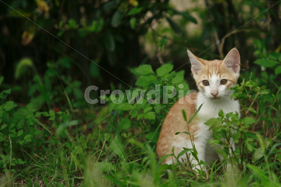 동물,고양이,길고양이,자연,냐옹이,동물,animal,포유류,mammal,고양이,cat,kitten,kitty