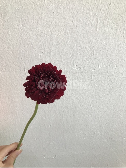 거베라,꽃,폼폼거베라,예쁜꽃,특이한꽃,독특한꽃