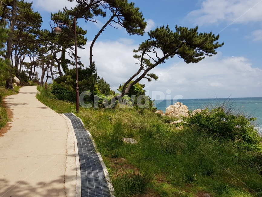오솔길,바다,나무,바위,산책로