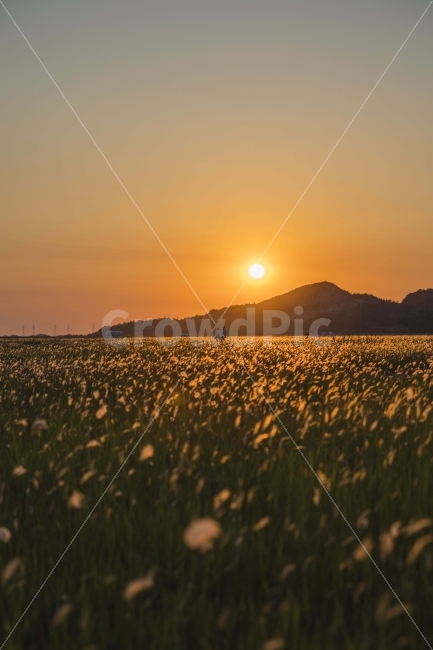 풍경,노을,저녁,수섬,출사,삘기꽃,백묘화,자연,풍경,nature,landscape,휴식,힐링,rest,relaxation,healing,감성,sensible,feeling,field,들,outdoors,옥외,grassland,목초지
