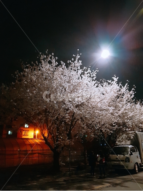벛꽃나무,벚꽃축제,야경,벚꽃,벚꽃야경,봄,계절,spring,season,야경,밤,풍경,nightscape,night,landscape
