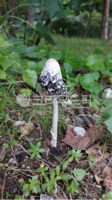 주름버섯과,먹물버섯속,먹물버섯,fungus,진균류,버섯,mushroom