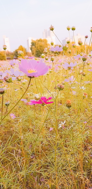 코스모스,꽃,꽃밭,가을,분홍꽃