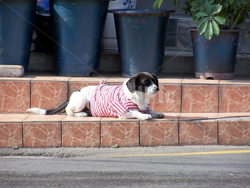개,옷,근엄,애완견,강아지,dog,doggy,반려견,동물,동물,animal,포유류,mammal,개,강아지,dog,doggy