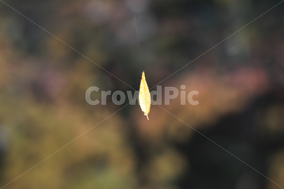 가을,낙엽,autumn,fall,leaves,fallenleaves,가을,계절,fall,autumn,season,식물,자연,plants,nature