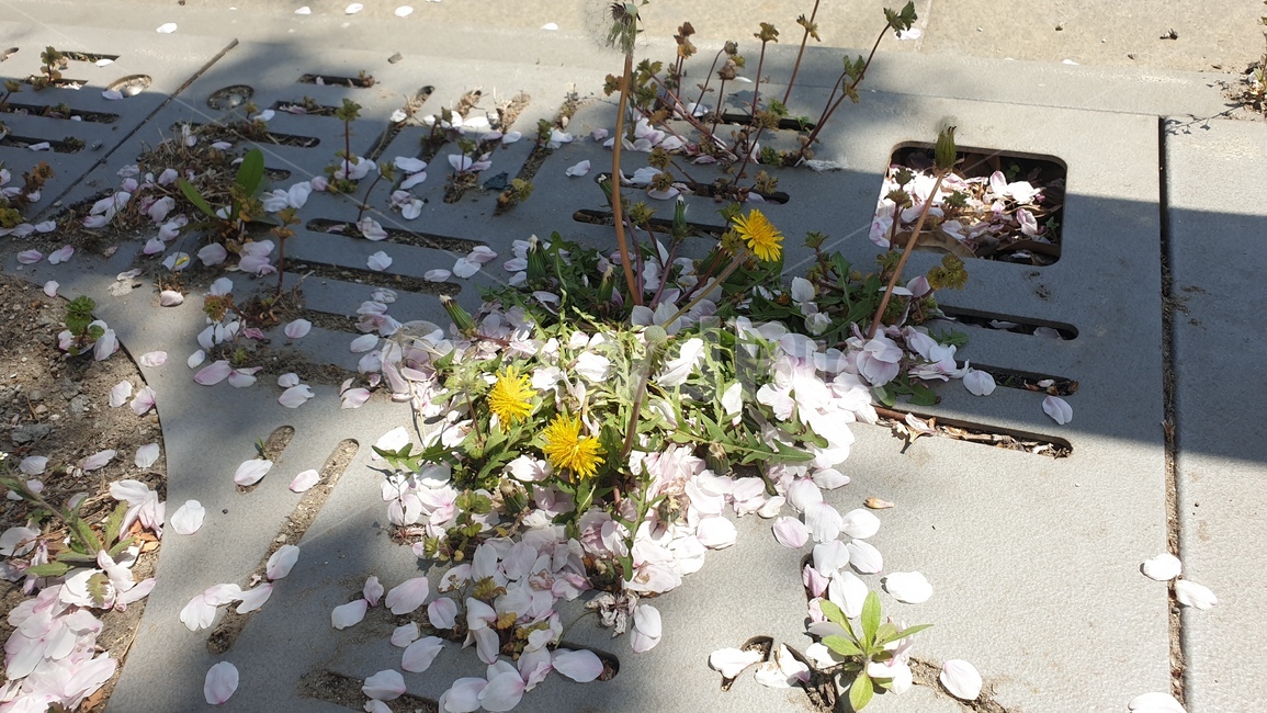 민들레,벚꽃잎,바닥,봄,꽃,봄날