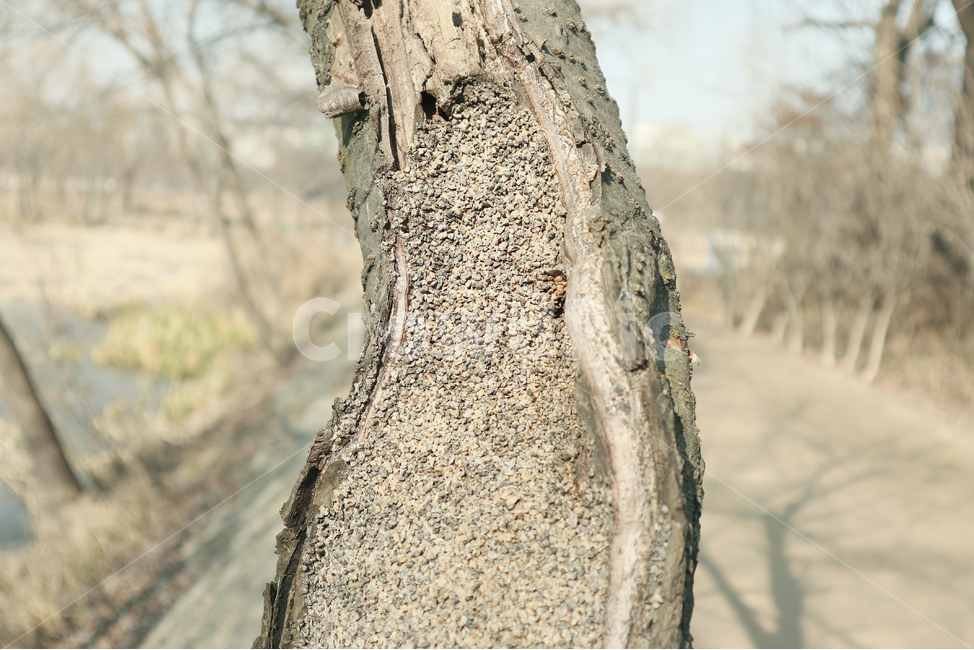 나무,plant,식물,tree,질감,나무,trees,wood