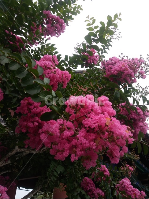 꽃,야생화,야외,하늘,꽃나무,식물,자연,plants,nature,꽃,flower