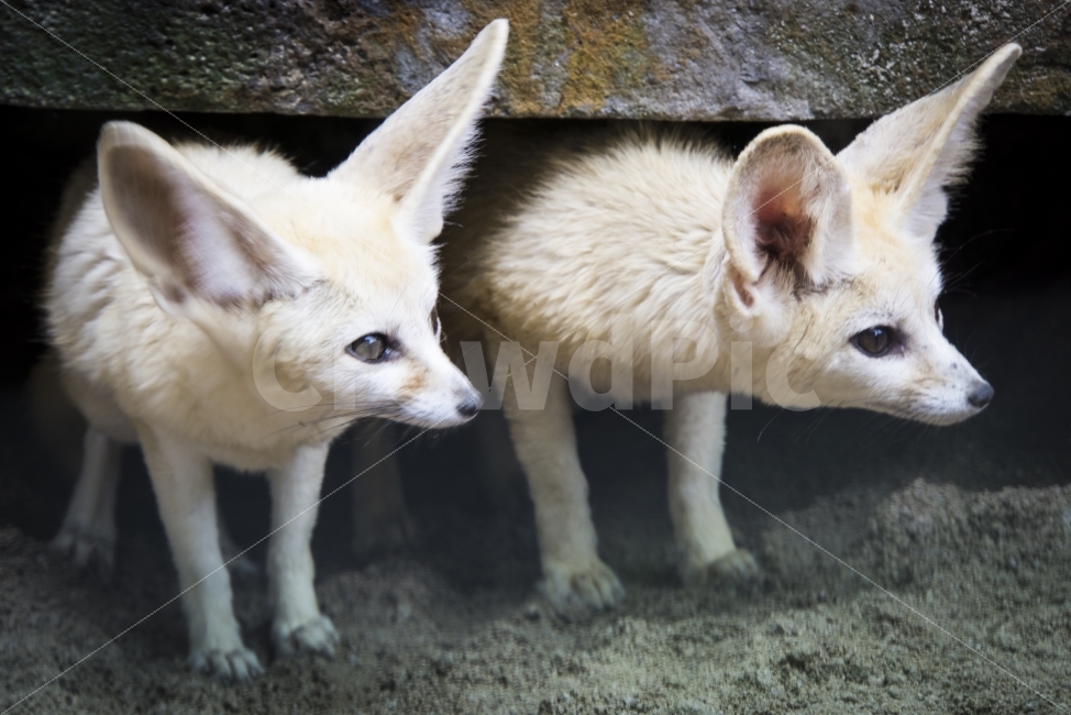 동물,비오는날,사막여우,여름,울산,울산대공원,포유류,동물원,mammals,fox,동물,animal,포유류,mammal