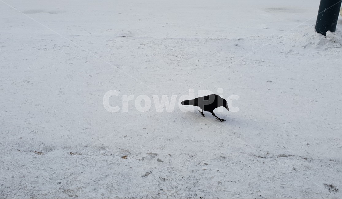 겨울,눈,까마귀,동물,새,흰색,눈길,snow,white,winter,crow,겨울,계절,winter,season,동물,animal,조류,새,birds