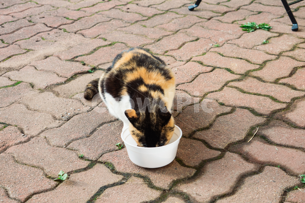 고양이,캣,냥냥이,길고양이,삼색이,치즈냥,냥,cat,동물,동물,animal,포유류,mammal,고양이,cat,kitten,kitty