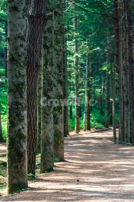 소나무,소나무길,오대산,환경,삼림지,공원,나무,숲,자연,풍경,nature,landscape,tree,plant,식물,tree trunk,나무 줄기