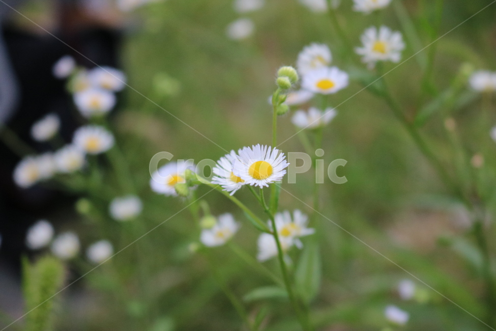 꽃,들꽃,flowers,wildflower,봄꽃