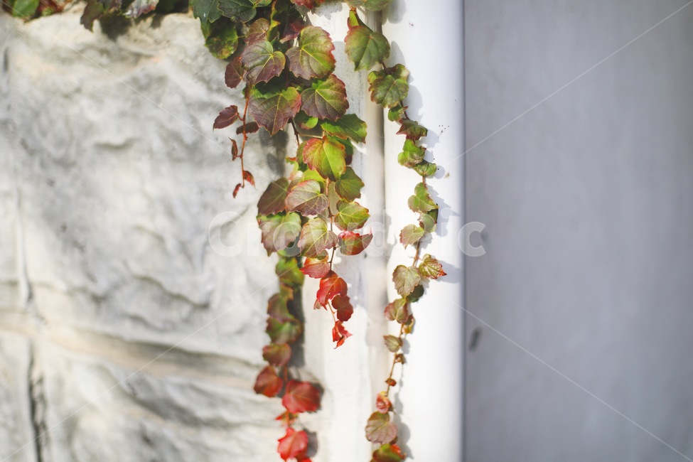 가을,잎,감성,줄기,계절,변화,색,color,가을,계절,fall,autumn,season,식물,자연,plants,nature,plant