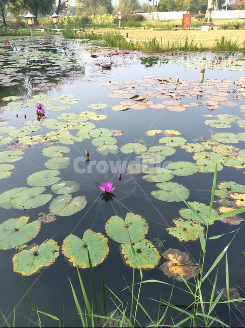 연꽃,호수,꽃,연잎,자연,korea,lake,nature,flower,bloom,lotus,pond,계절,차분함,공원,park,walk