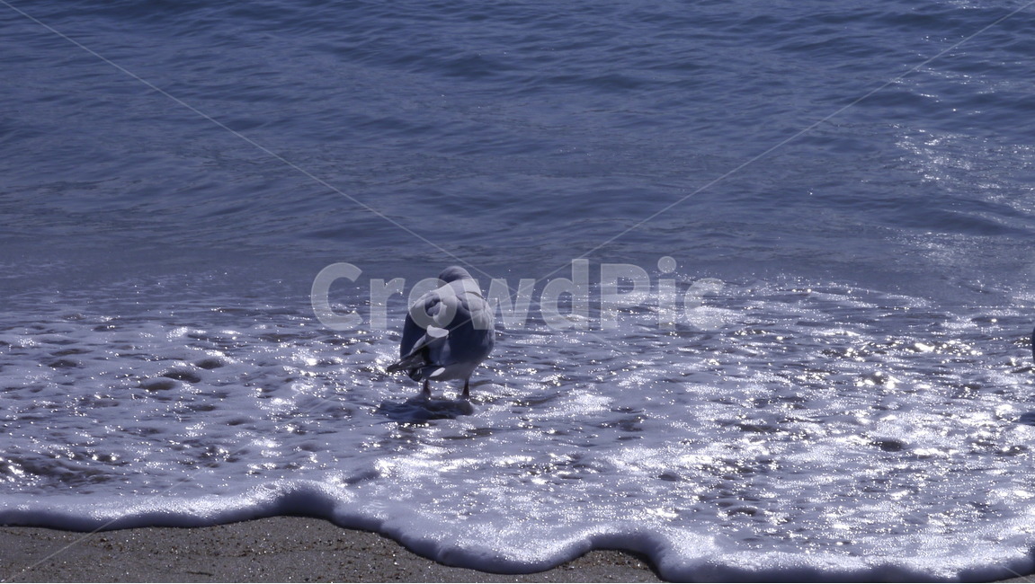 자연,바다,빛,풍경,갈매기,윤슬,파도,해변,바다,beach,sea,동물,animal,조류,새,birds,휴식,힐링,rest,relaxation,healing