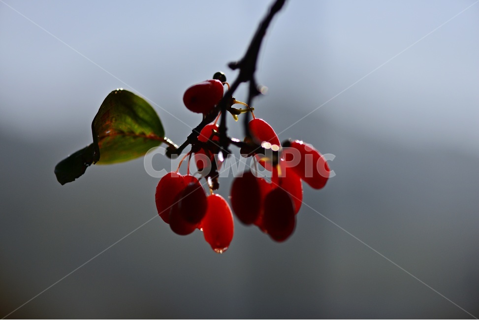 plant,식물,food,음식,fruit,과일,산수유,열매,산수유열매,약용식물,건강식품,결실,빨강색,비,물방울,가을,과일,열매,fruit