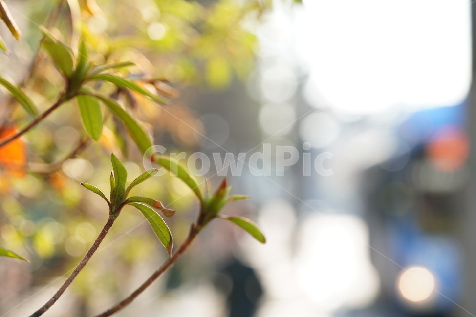 봄,감성,느낌,계절,생명,생물,식물,잎,자연,식물,자연,plants,nature