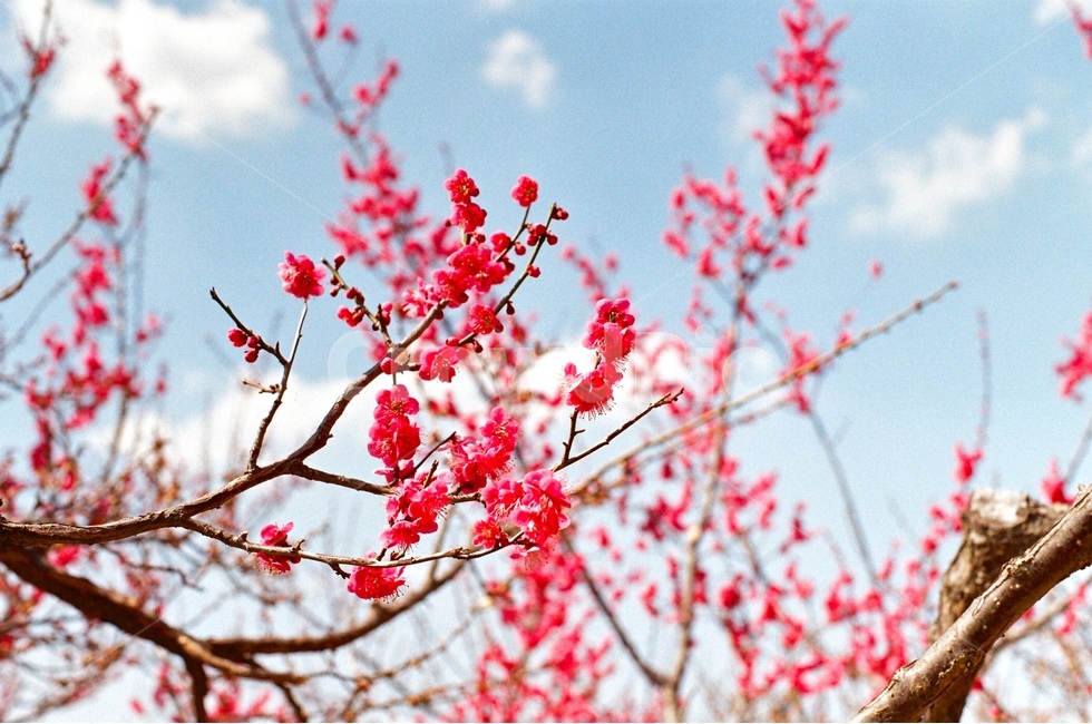 필름사진,홍매화,매화꽃,매화,flower,filmphotography,flowers,봄,계절,spring,season,식물,자연,plants,nature,꽃,flower,감성,sensible,feeling,색깔,색상,색채,색감,color sense,color sensitivity,feeling of color,plant